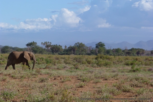Notre premier éléphant du Samburu