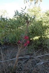 Un arbuste dégarni mais avec de très jolies fleurs aux couleurs éclatantes