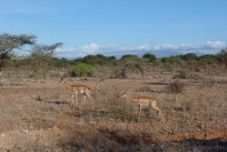 Les gracieux gerenuks font leur apparition, plus communément appélées gazelle-girafe