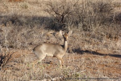 Une toute petite gazelle, probablement de la famille des dik-diks