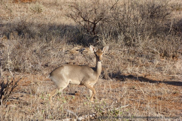 Une toute petite gazelle, probablement de la famille des dik-diks