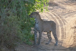 En terrain dégagé, on peut admirer la magnifique robe tâchetée de l'animal
