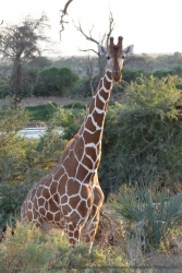 Une girafe intriguée