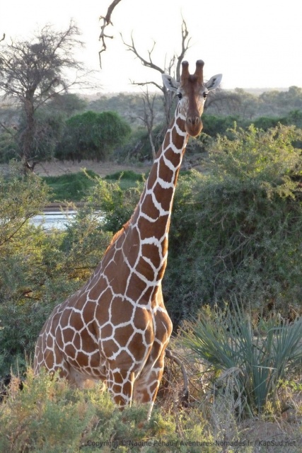 Une girafe intriguée