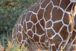 Le motif particulier du quadrillage permet de reconnaitre la girafe réticulée
