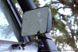 Un petit colibri s'admire dans la glace