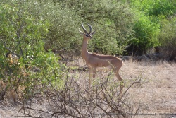 Un beau mâle gerenuk ou gazelle de Waller