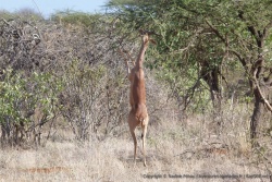 Voilà pourquoi la gazelle-girafe est particulièrement adaptée à ce biotope