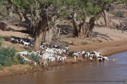 Les éleveurs aux aussi profitent de la rivière pour faire boire leurs troupeaux
