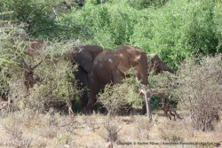 Des éléphants dans leur garde-manger