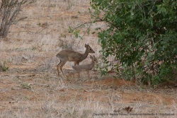 Un charmant dik-dik et son petit