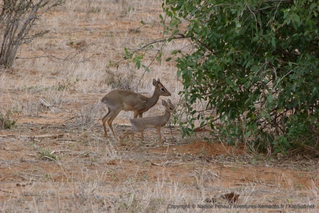 Un charmant dik-dik et son petit