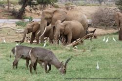 Chacun veut profiter de l'herbe grasse qui tapisse les bords de la rivière