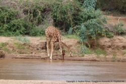 Boire pour une girafe est toujours aussi acrobatique