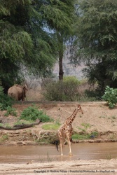 Notre girafe se lance dans la traversée de la rivière
