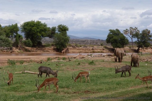 Une carte postale de la faune sauvage d'Afrique