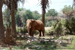 Un bel exemple d'éléphant rouge de Samburu