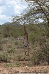 Un gerenuk, sous toutes les coutures