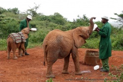 Chaque bébé éléphant est nourri individuellement