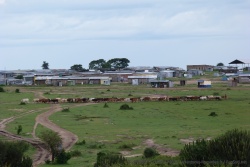 Un village classique de la région et bien sûr le bétail omniprésent ici