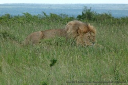 Très vite, notre premier lion