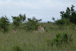 Pas loin, le harem de lionnes patiente
