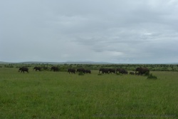 L'herbe verte ne manque pas pour nourrir les pachydermes