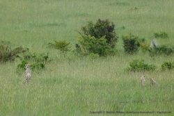 Surprise suprême, Maman guépard et ses 2 petits