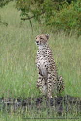 Maman guépard reste très vigilante et surveille les alentours