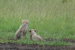 Ah, il se passe quelquechose !