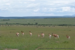 Nos premiers topis, gazelles emblématiques du Mara