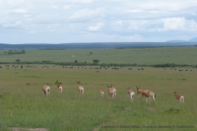 Nos premiers topis, gazelles emblématiques du Mara