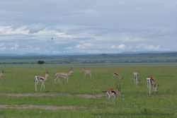 De jolies gazelles de Thomson