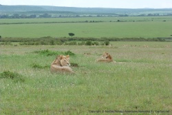 Avec autant d'herbivores, forcément les lions ne sont pas bien loin