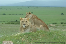 Un lion et une lionne en pleine romance