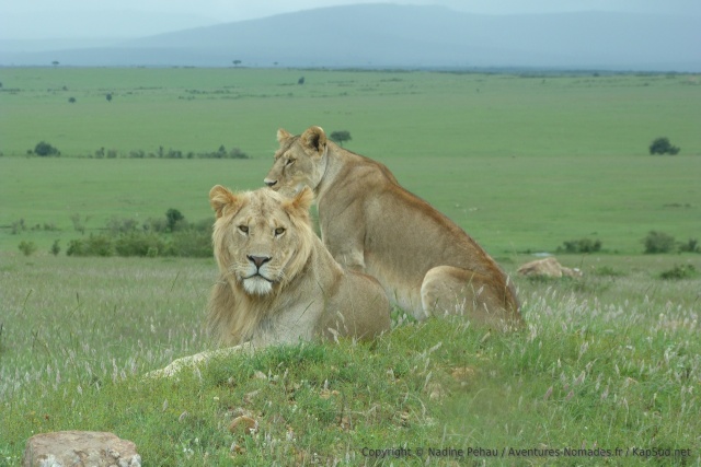 Un lion et une lionne en pleine romance