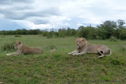 Le lion ne veut pas lâcher la femelle