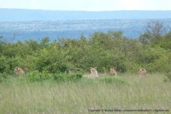 Encore une troupe de lions, camouflés dans les fourrés