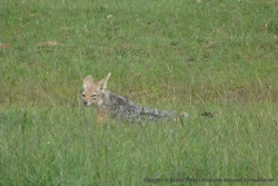 Un chacal rôde dans les environs