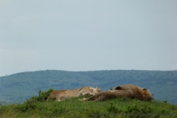 En pleine sieste, l'activité préferrée de tout lion qui se respecte