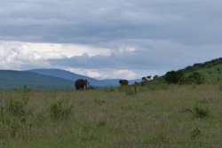 Pour l'instant, on a vu moins d'éléphants que de lions !