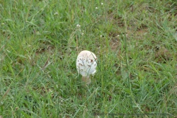 Tiens, un champignon, une coulemelle peut-être ?