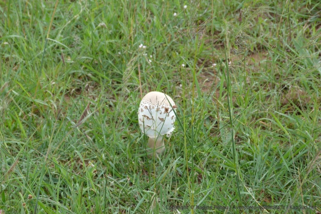 Tiens, un champignon, une coulemelle peut-être ?