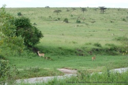 De jolies petites gazelles inconnues, nous tiennent compagnie