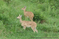 C'est la première fois qu'on vit cette espèce de gazelles