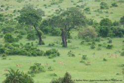 Au petit matin, des gazelles disséminées dans les paysages très verts