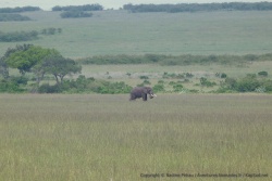 Un bel éléphant, seul dans cette immense plaine