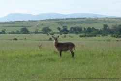 Joli waterbuck ou cobe à croissant