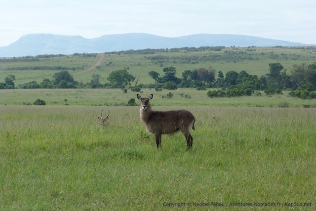 Joli waterbuck ou cobe à croissant