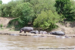 Une troupe d'hippos en plein farniente